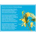 Swarna Champa Gaudhoop Incense Sticks